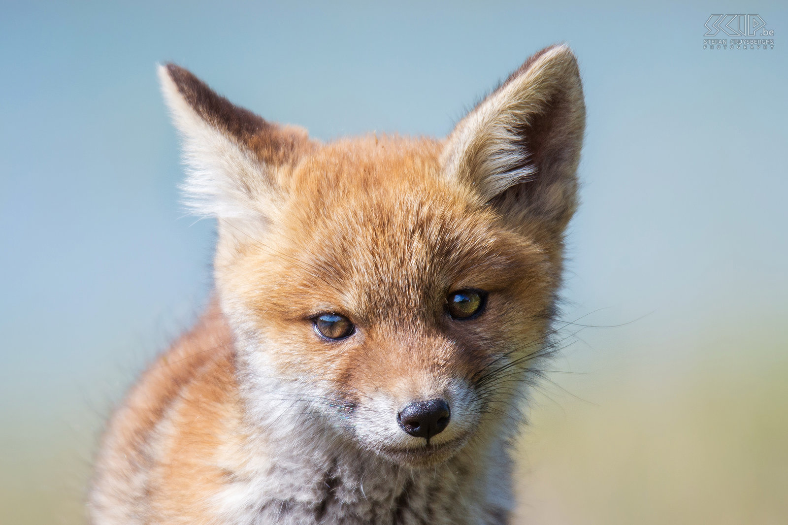 Close-up jonge vos Close-up van een jonge schattige vos die helemaal niet schuw was. Stefan Cruysberghs